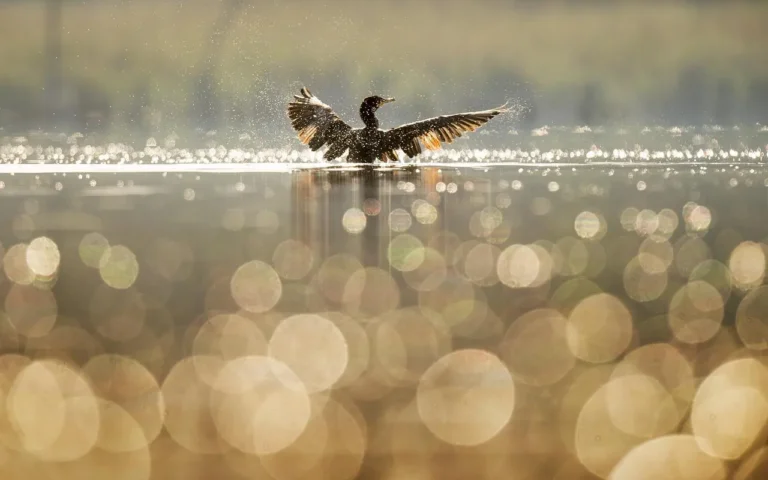 Duck landing on lake water, making a splash.