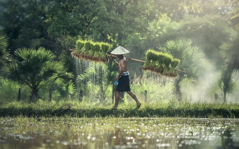 Asian man carrying fresh rice harvest bunches on long pole over his shoulder.