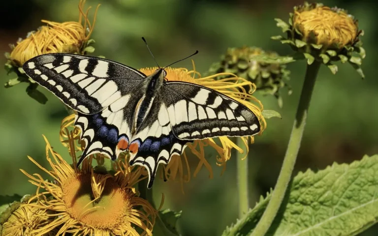 Colorful black, white, and blue moth resting on small sunflower.