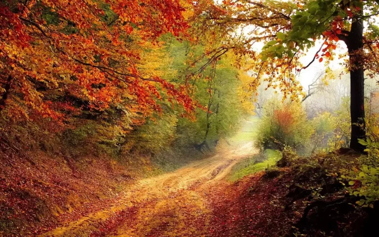 Rural dirt road emerging from autumn-leaved hilly forest, colorful leaves everywhere.