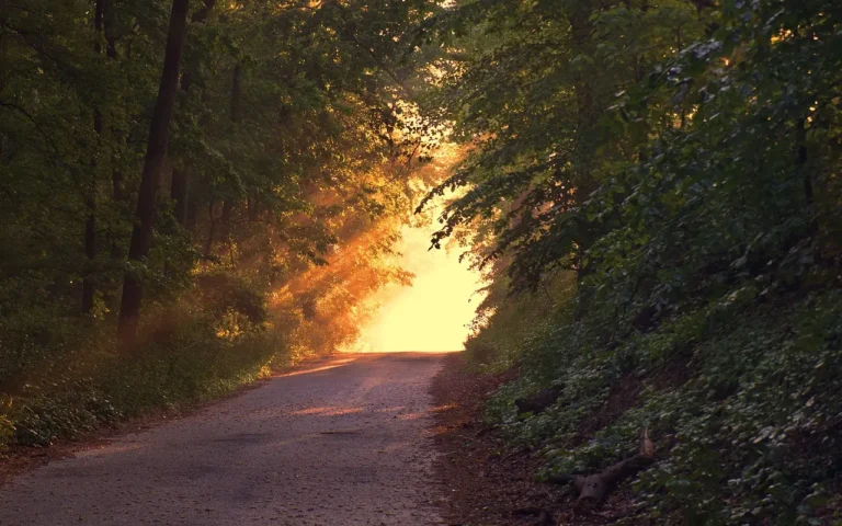 Rural dirt road climbing a hill, trees on bothe side. Low sunlight streaming through trees.