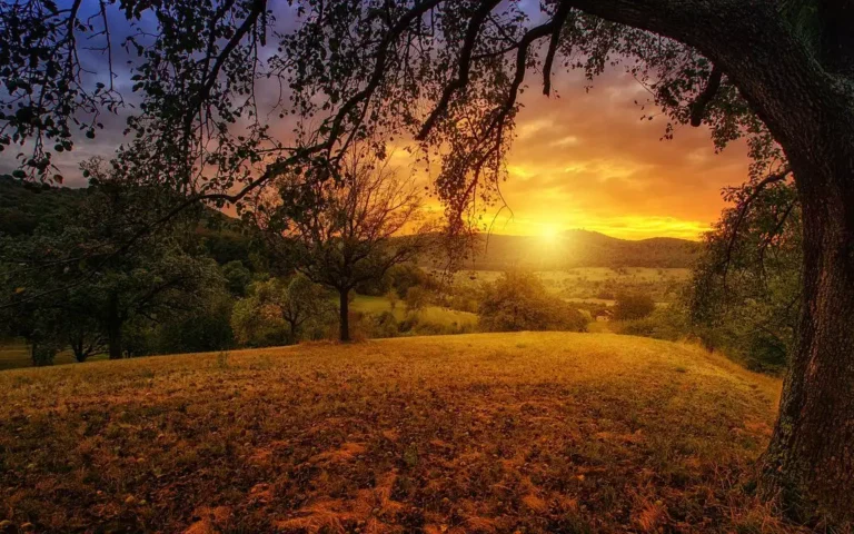 Beautiful sunset over the distant mountains, being observed from a grassy hill during autumn season. Trees are nearly bare, with colorful leaves scattered about.