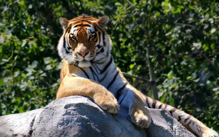 Large male tiger lying on large boulder, relaxing. Forest trees in background.