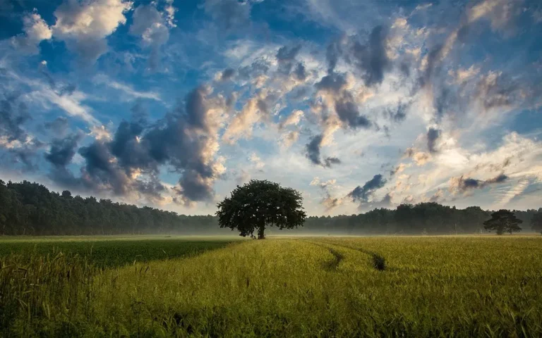 Solitary mature tree in middle of green field. Dramatic clouds as the sun is setting.